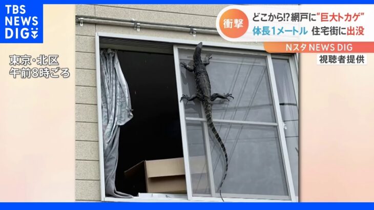 「すぐ窓閉めた」住宅街が一時騒然！住宅の網戸に体長1メートル超のトカゲが出没。警察官が捕獲する事態に｜TBS NEWS DIG