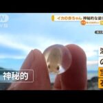 「海の宝石」イカの赤ちゃん「神秘的」透明な球体に(2022年8月18日)