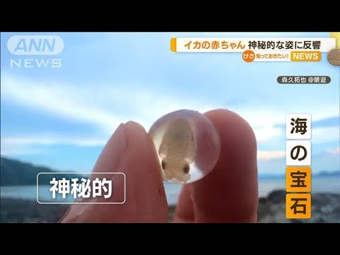 「海の宝石」イカの赤ちゃん「神秘的」透明な球体に(2022年8月18日)