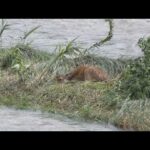 増水した川には鹿が取り残され…局地的に猛烈な雨で近畿各地で被害　道路ののり面など崩れ、停電も相次ぐ