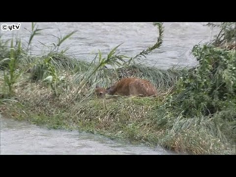 増水した川には鹿が取り残され…局地的に猛烈な雨で近畿各地で被害　道路ののり面など崩れ、停電も相次ぐ