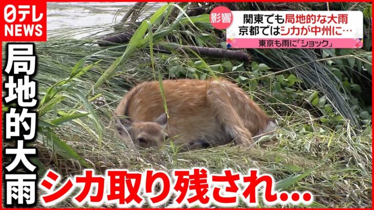 【各地で局地的な大雨】川が増水…シカが中州に取り残される 19日朝にかけ北日本で激しい雨に警戒を