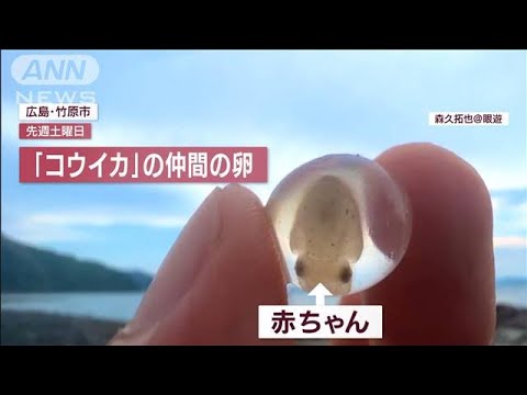 真夏の大発見！宝石みたいなイカ　新種？まるで“タコさんウィンナー”も(2022年8月18日)