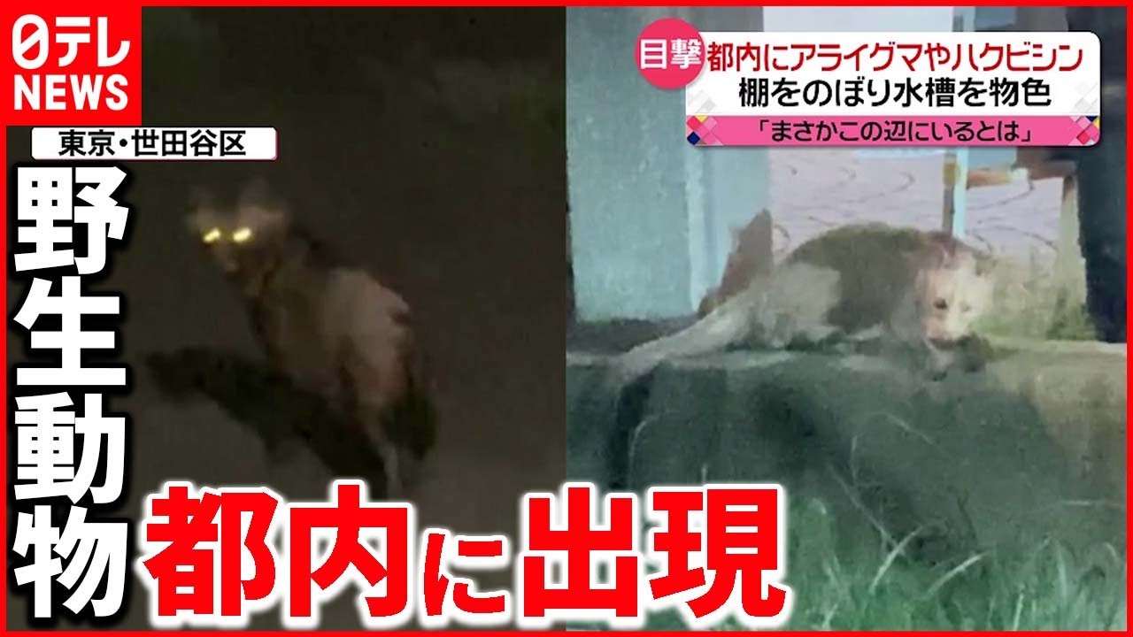 【野生動物】「アライグマ」「ハクビシン」生息域が拡大か 専門家「放置していると…」