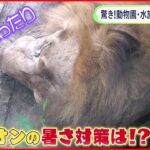 【驚き】ヤギ・ペンギン・ライオンの暑さ対策とは？ 動物園水族館を徹底取材！