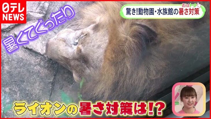 【驚き】ヤギ・ペンギン・ライオンの暑さ対策とは？ 動物園水族館を徹底取材！