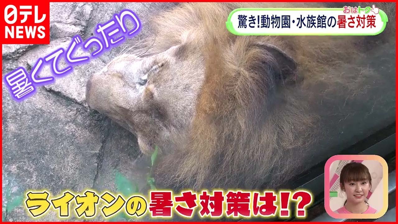 【驚き】ヤギ・ペンギン・ライオンの暑さ対策とは？ 動物園水族館を徹底取材！