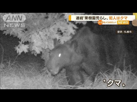 連続“果樹園荒らし”…犯人は「クマ」　モモも被害(2022年8月19日)