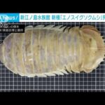 新種「エノスイグソクムシ」新江ノ島水族館の標本から発見　台湾の研究者が命名(2022年8月19日)