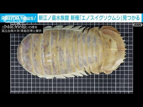 新種「エノスイグソクムシ」新江ノ島水族館の標本から発見　台湾の研究者が命名(2022年8月19日)