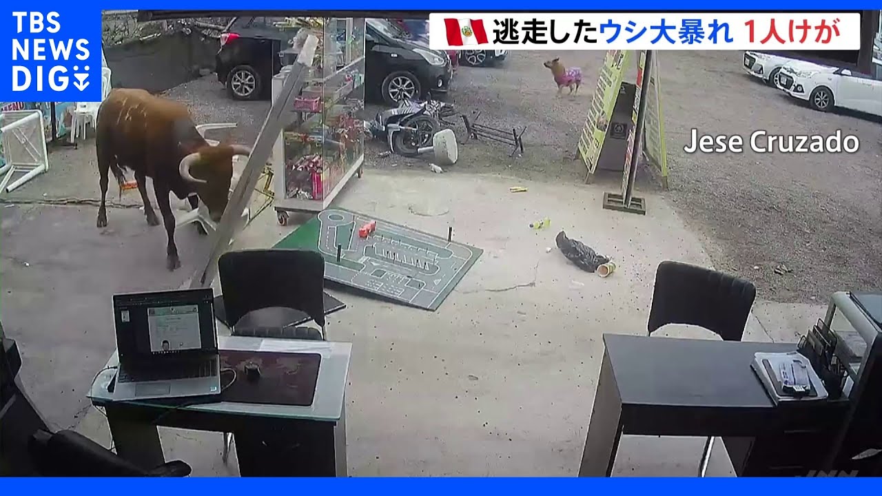 生への渇望か…　南米ペルー　食肉処理場へ向かうウシがトラックから逃げ出し大暴れ　1人けが&nbsp;｜TBS&nbsp;NEWS&nbsp;DIG