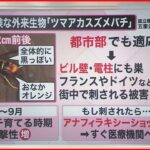 【解説】危険生物“襲来” 凶暴なアライグマ目撃も… 専門家「人間がなめられている」