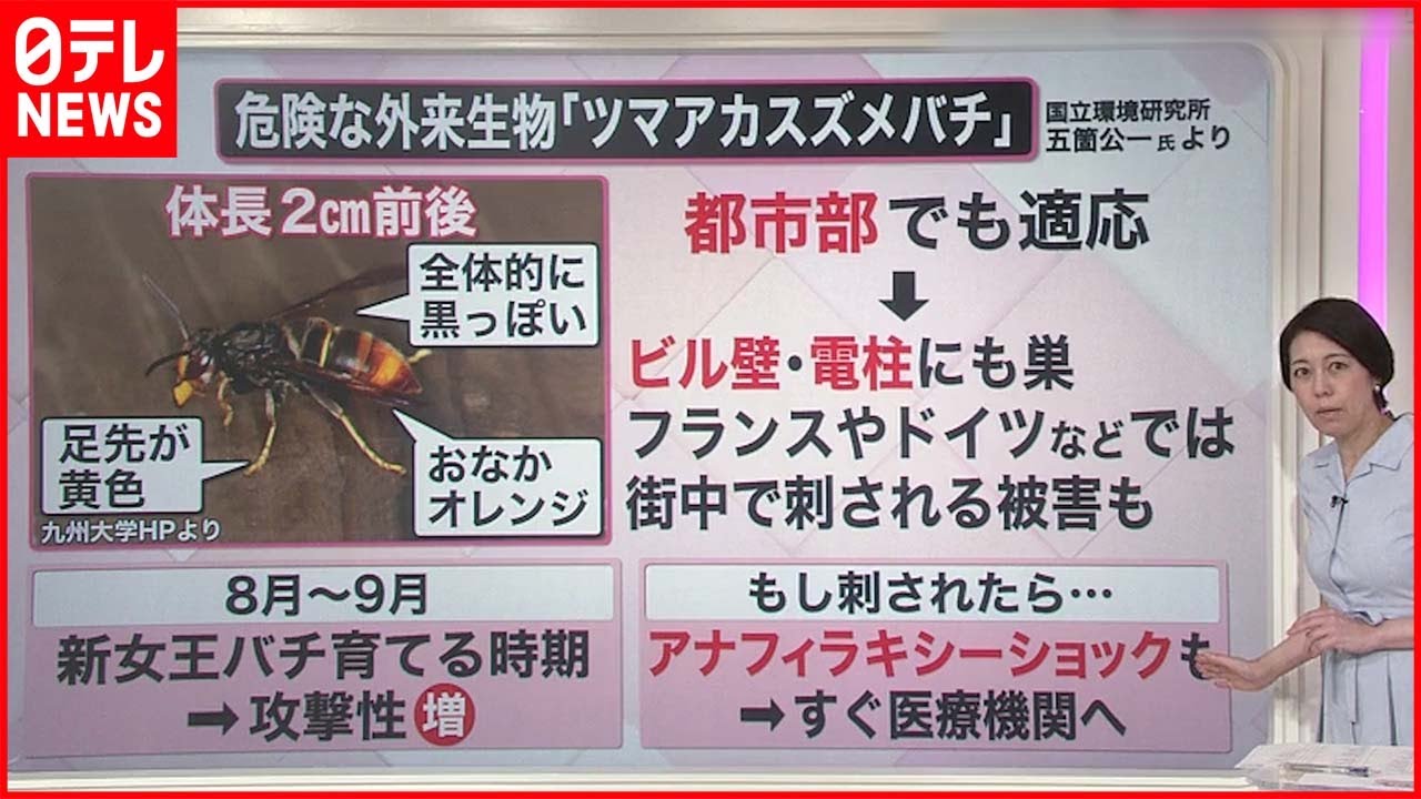 【解説】危険生物“襲来” 凶暴なアライグマ目撃も… 専門家「人間がなめられている」