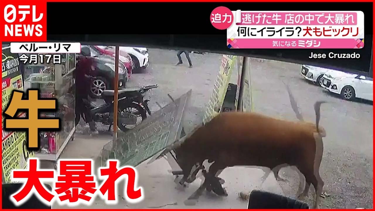 【脱走】牛が「食肉処理場」に移動中… 大暴れの様子をカメラが捉える ペルー