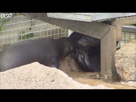 神戸市・王子動物園“アシカの赤ちゃん”一般公開　６月に別々のお母さんから生まれたメスの２頭