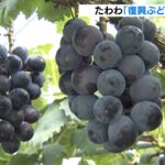 台風被害をきっかけに栽培『復興ぶどう』の収穫　京都・福知山市「戸田地区」（2022年8月21日）