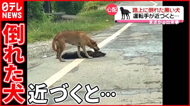 【まさか】「絶対車にひかれたんだよ。かわいそうに」 運転手が近づくと… タイ