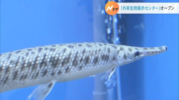 全国初“外来生物に特化”の啓発施設がオープン　「生きた個体」や「はく製」を展示（2022年8月21日）