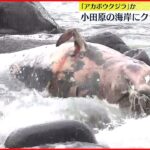 【クジラの死がい】小田原の海岸に 深海に生息「アカボウクジラ」か