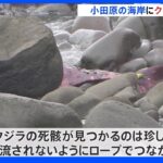 アカボウクジラが小田原市の海岸に漂着　今後詳しく調査する方針｜TBS NEWS DIG