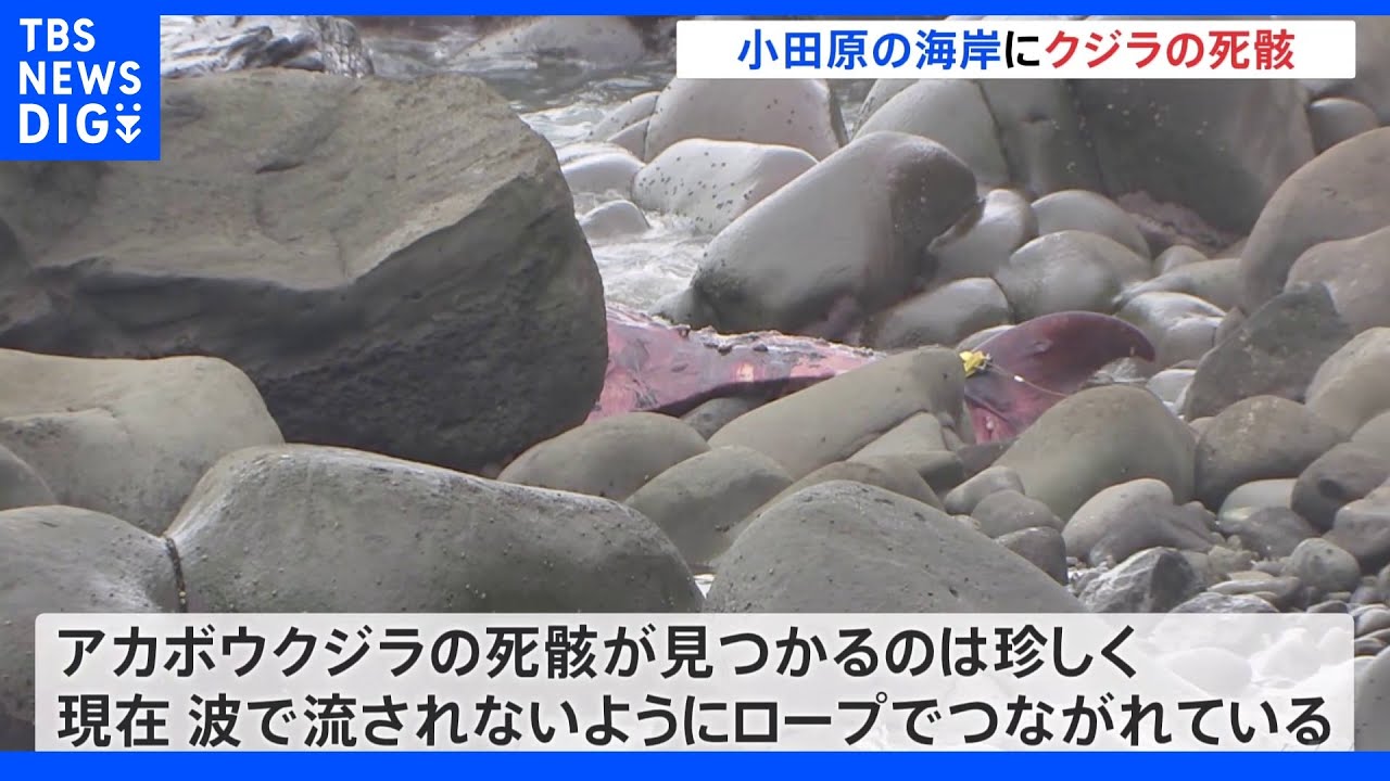 アカボウクジラが小田原市の海岸に漂着　今後詳しく調査する方針｜TBS&nbsp;NEWS&nbsp;DIG