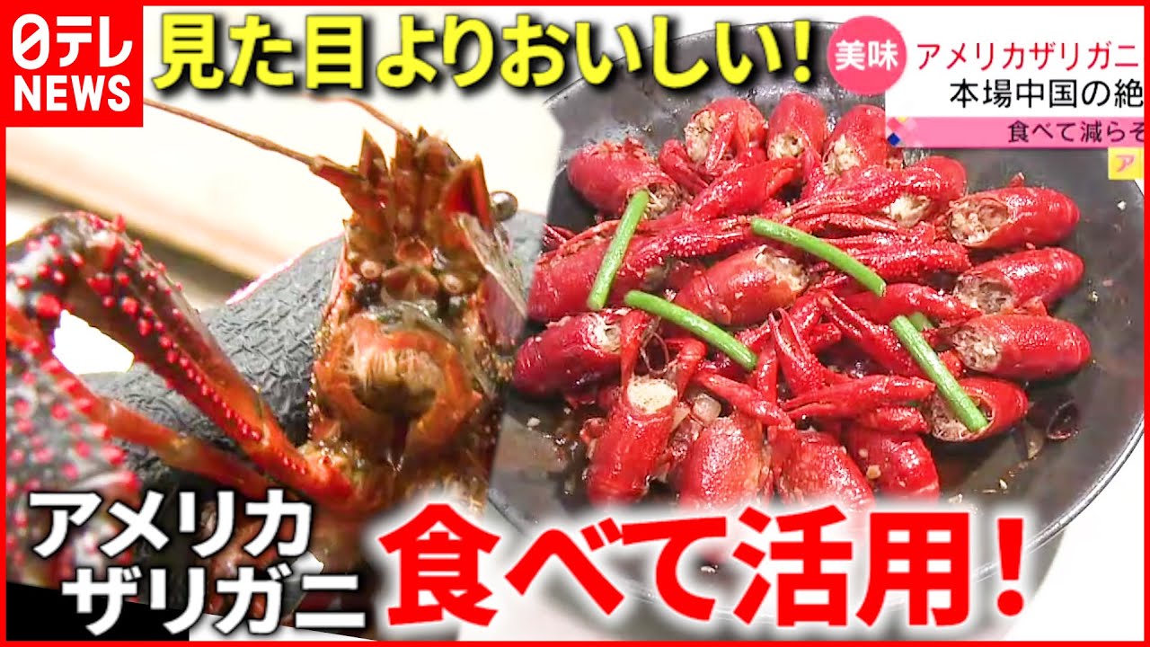 【おいしい！】食べて活用！アメリカザリガニ 水辺の生態系を守る取り組み　宮城　NNNセレクション