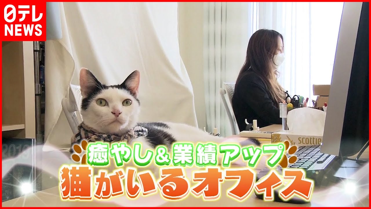 【業績アップも？】猫がいるオフィスの魅力「いつも穏やかにお仕事できています」