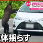 【危機】クマがドアミラーに前足を…車に近づくケース相次ぐ 北海道知床
