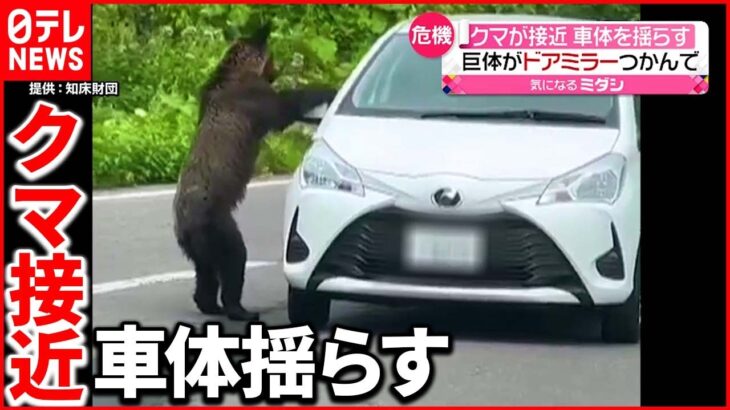 【危機】クマがドアミラーに前足を…車に近づくケース相次ぐ 北海道知床