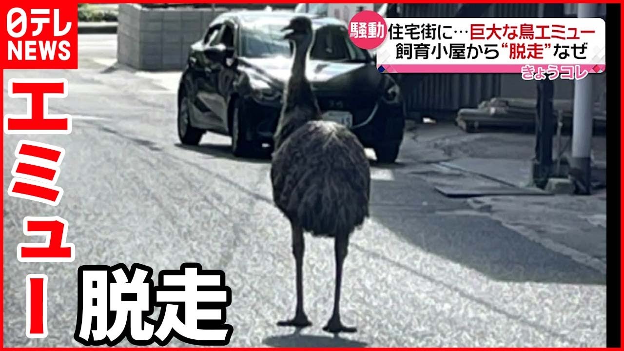 【騒動】飼育小屋の戸が開いていた？ 住宅街に巨大な鳥