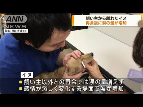 【研究発表】イヌの涙の量　長い時間離れていた飼い主と再会時に増加(2022年8月23日)