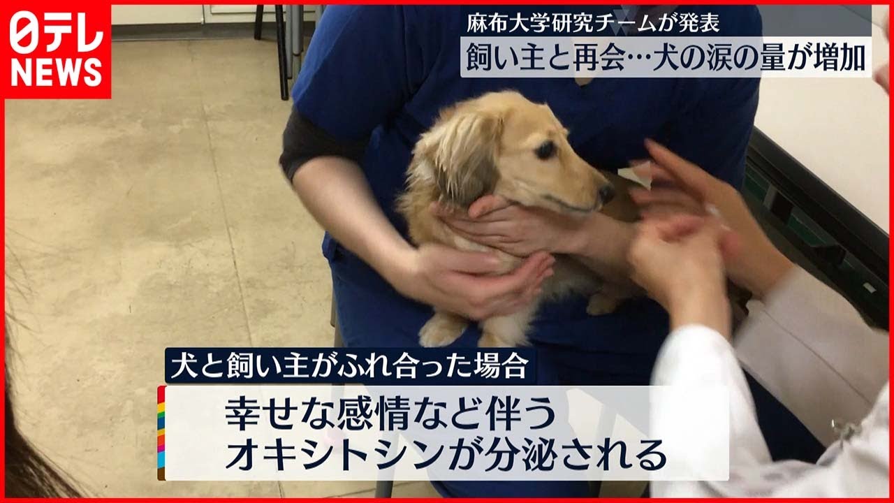 【麻布大学が発表】飼い主と再会…犬も感情高ぶると“涙流す”