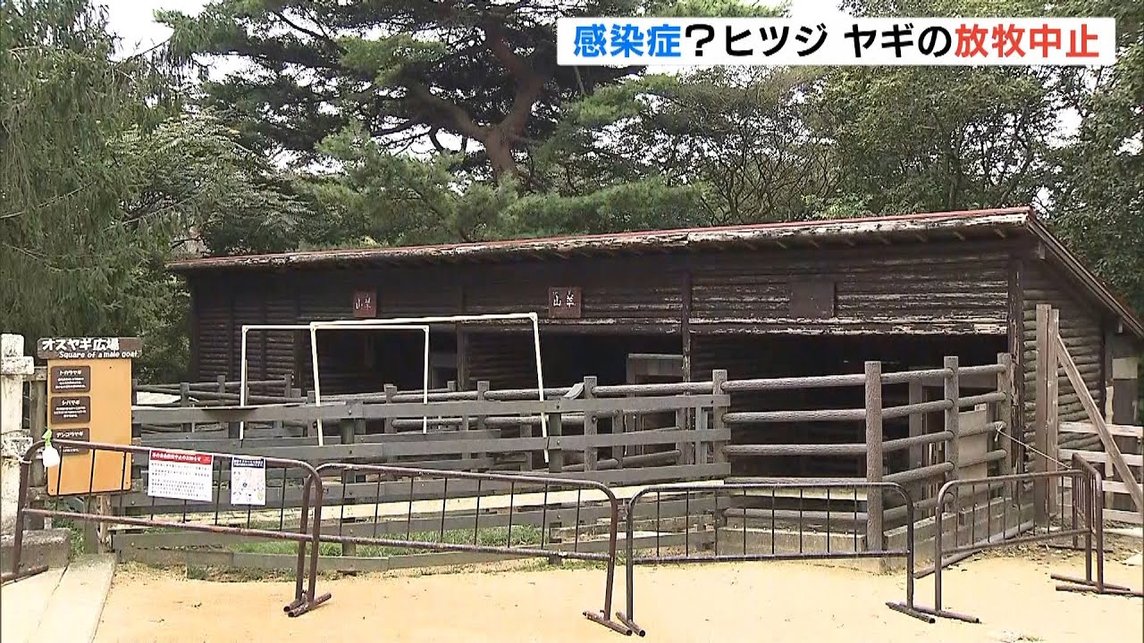 感染症？飼育するヒツジなどに口の中の皮膚がただれる症状　放牧を中止に　六甲山牧場（2022年8月23日）