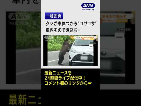 【恐怖】立ち上がる「ヒグマ」サイドミラーを掴んで車体を”ユサユサ”