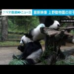 かまって～！上野の双子パンダ　お母さんに甘え、2頭でじゃれあう(2022年8月23日)