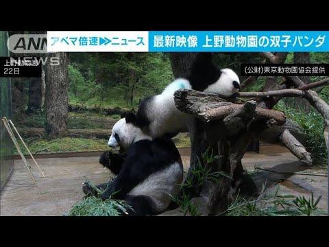 かまって～！上野の双子パンダ　お母さんに甘え、2頭でじゃれあう(2022年8月23日)