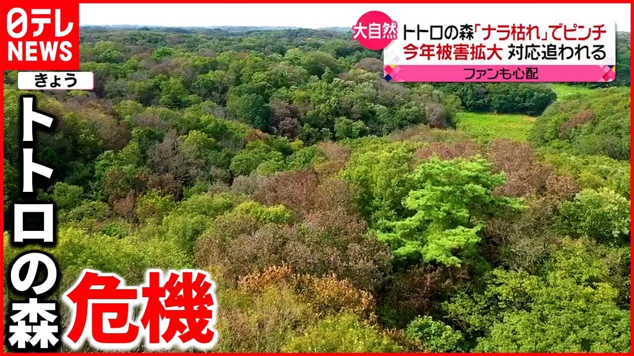 【トトロの森】樹木の葉が変色し枯れる“ナラ枯れ”被害拡大で…