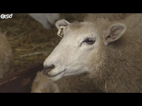 ヒツジの口の中がただれ、歯ぐきから出血…ヤギなどにも同症状　神戸・六甲山牧場で感染症か、放牧中止