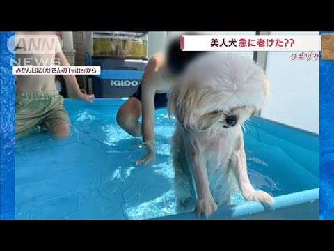 “美人犬”急に老けた？　プールに入り濡れると…(2022年8月24日)