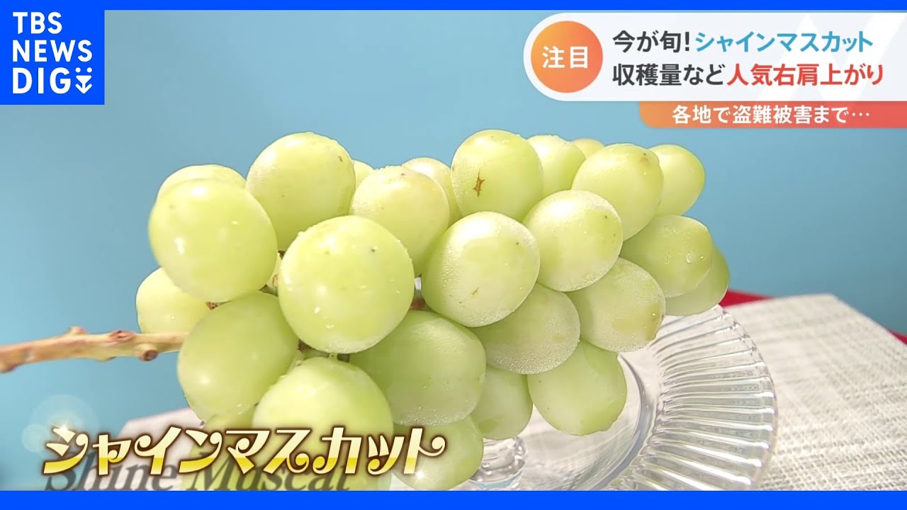 シャインマスカットが激アツ！！色鮮やかなタルトに1粒まるまる入った大福まで！今が旬！｜TBS&nbsp;NEWS&nbsp;DIG