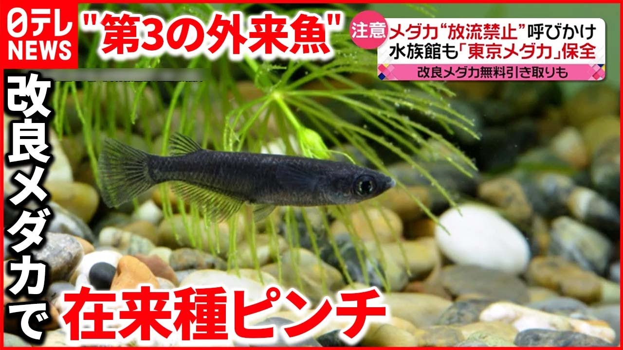 【メダカ】人気の裏で在来種に絶滅の危機 改良メダカ”放流”で…