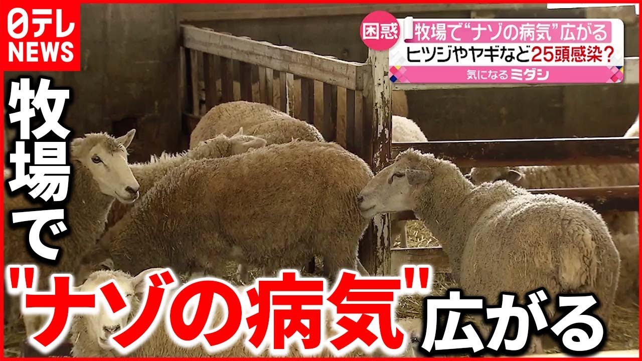 【原因わからず】飼育員「戸惑っています」 牧場でヒツジやヤギに“感染症”の症状…