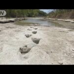 干上がった川底から　恐竜アクロカントサウルスの足跡を発見　米テキサス(2022年8月25日)