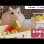 ゆるふわハムスター姉弟　食べるの大好き　自分の足も？(2022年8月25日)