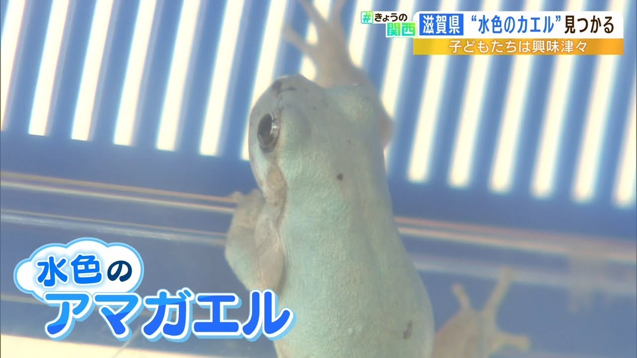 『水色のアマガエル』保育園児たち発見！子どもらは興味津々…今後の飼育は相談し決定（2022年8月25日）