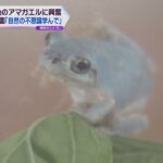 園児が水色のアマガエルを発見　保育園の人気者に「自然の不思議を学んで」　滋賀・大津市