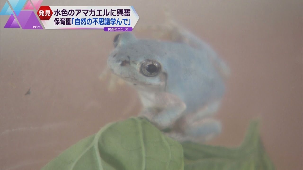 園児が水色のアマガエルを発見　保育園の人気者に「自然の不思議を学んで」　滋賀・大津市