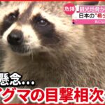 【アライグマ】”サンショウウオ”減る恐れ 熊本で“外来生物”アライグマ