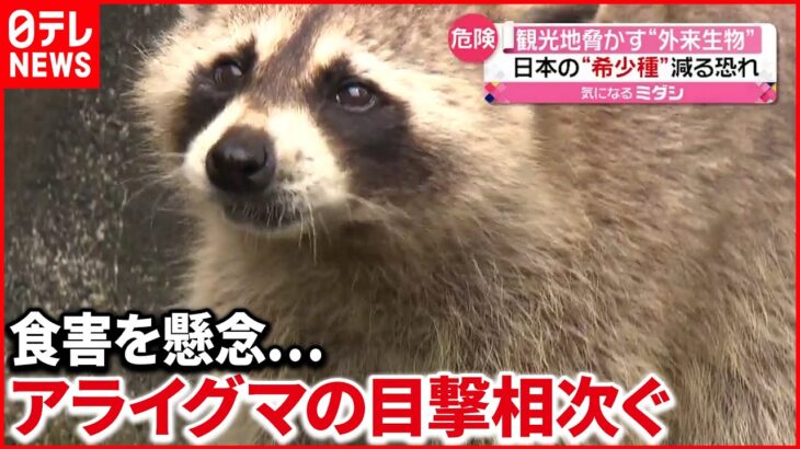 【アライグマ】”サンショウウオ”減る恐れ 熊本で“外来生物”アライグマ