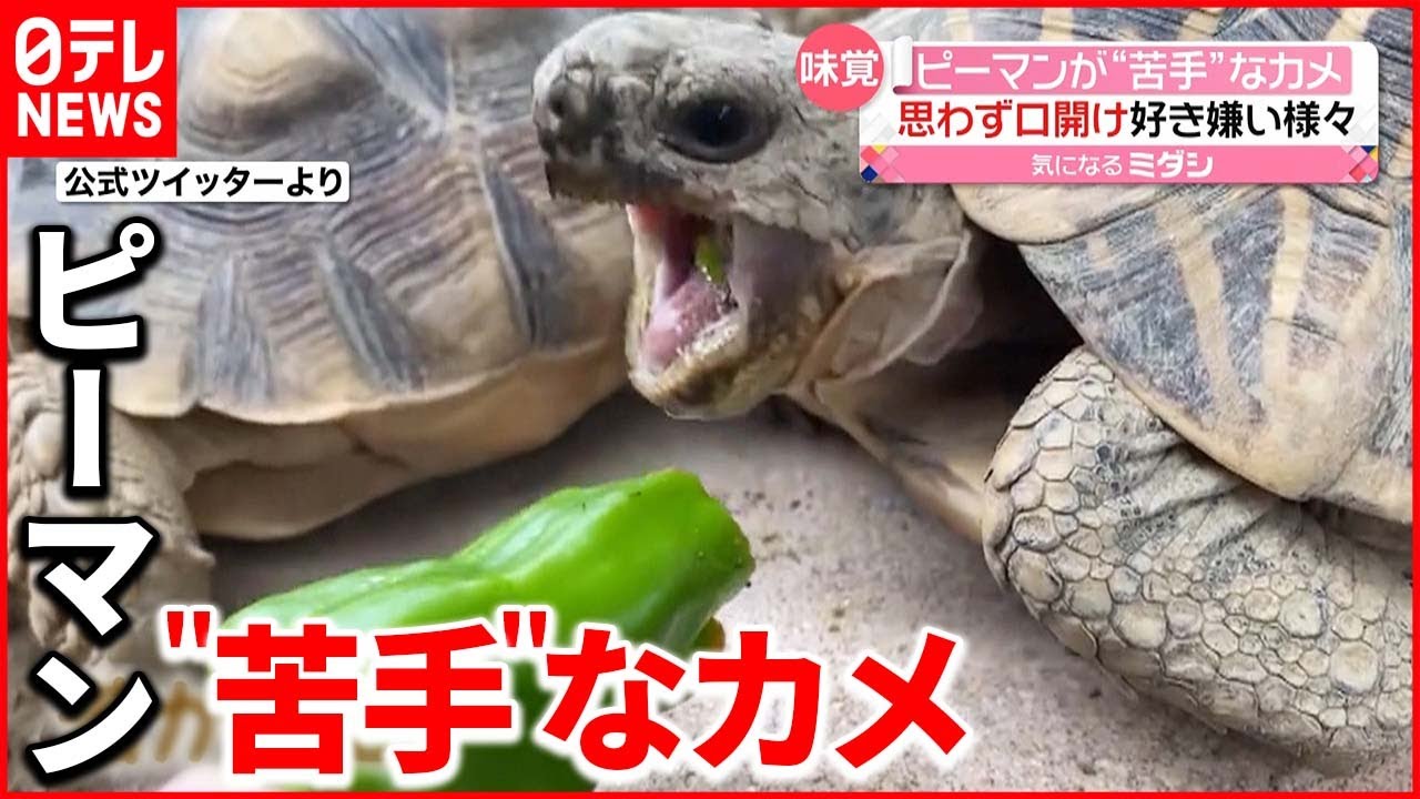 【カメにも好き嫌い？】ピーマン食べて“苦悶の表情” レタスやトマトは食べるが…